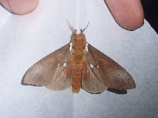 FIGURE 5b FIGURE 5b
